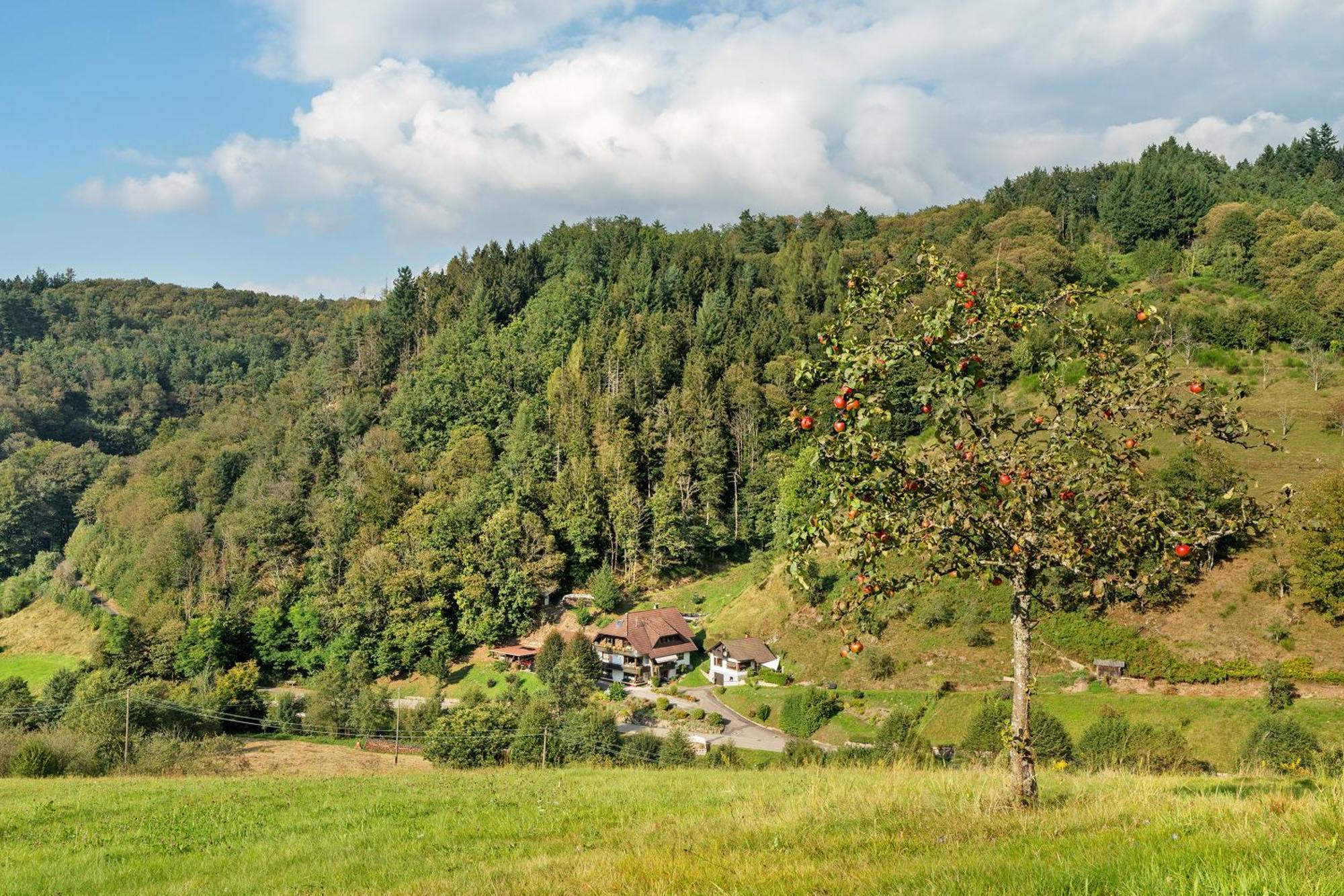 Ottenhofen im SchwarzwaldHaus Schindlerアパートメント エクステリア 写真